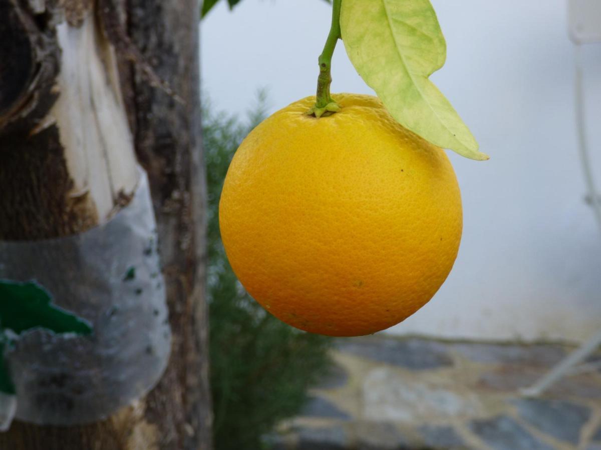 Solar Da Cumeada Bed & Breakfast Reguengos de Monsaraz Dış mekan fotoğraf